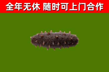 桂东县烟酒回收干海参.jpg